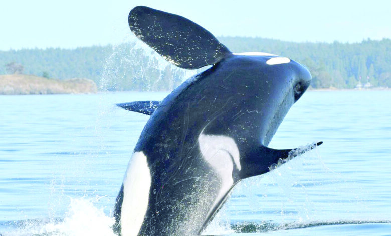 killer-whales-guard-their-sons-not-daughters