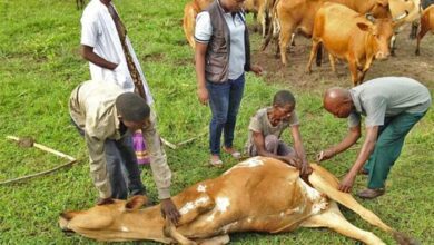 anthrax:-fcta-set-to-vaccinate-one-million-cattle