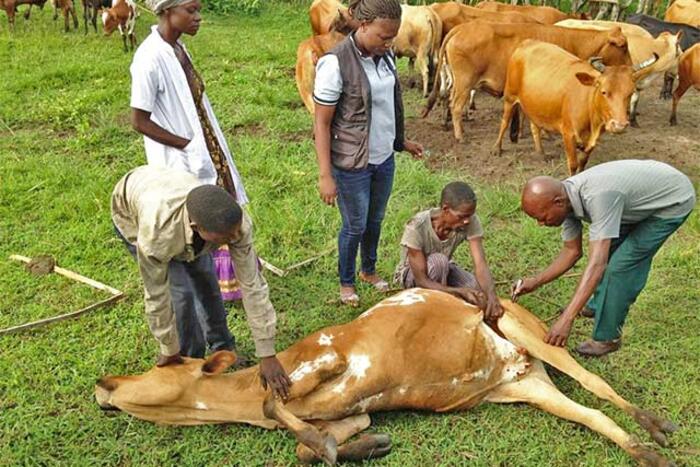 anthrax:-fcta-set-to-vaccinate-one-million-cattle