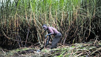 small-scale-sugarcane-farmers-welcome-potential-sale-of-tongaat-hulett