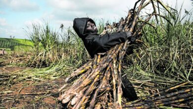 black,-small-scale-sugarcane-growers-hit-by-tongaat-hulett-woes-get-r176m-lifeline