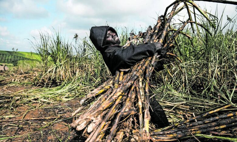 black,-small-scale-sugarcane-growers-hit-by-tongaat-hulett-woes-get-r176m-lifeline