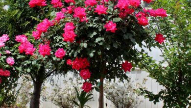 how-to-plant-a-rose-tree