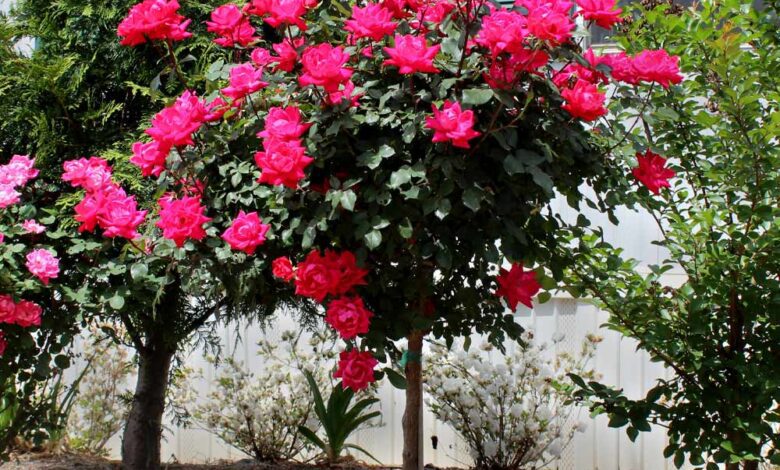 how-to-plant-a-rose-tree