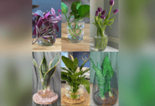 7-beautiful-indoor-plants-to-grow-in-water
