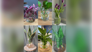 7-beautiful-indoor-plants-to-grow-in-water