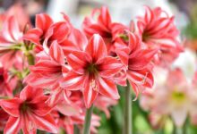 how-to-grow-and-make-amaryllis-bloom-again