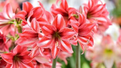 how-to-grow-and-make-amaryllis-bloom-again
