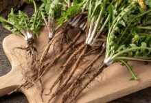 why-dandelion-roots-are-the-most-important-part-of-the-plant