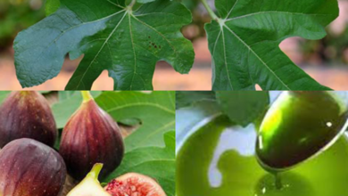 importance-of-fig-leaves