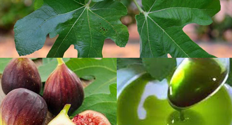 importance-of-fig-leaves