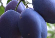 what-are-the-health-benefits-of-prunes?