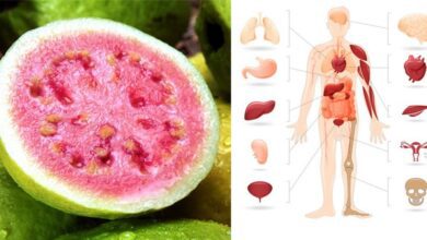 exploring-the-health-benefits-of-guava-fruit-and-guava-leaves