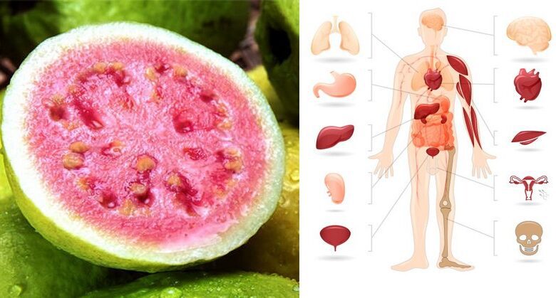 exploring-the-health-benefits-of-guava-fruit-and-guava-leaves