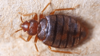 bedbugs:-the-ingredient-in-your-cupboards-(and-the-garden)-that-helps-eliminate-them-in-record-time