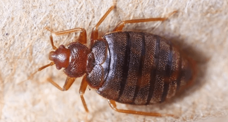 bedbugs:-the-ingredient-in-your-cupboards-(and-the-garden)-that-helps-eliminate-them-in-record-time