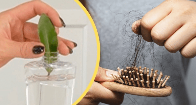 put-bay-leaves-in-shampoo-–-it-will-stop-hair-loss-naturally!