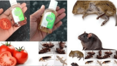 natural-pest-control-remedies