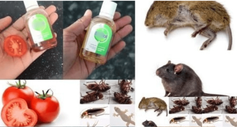 natural-pest-control-remedies