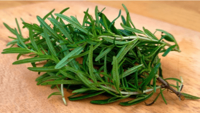 rosemary:-a-potent-bacteria-remover-and-intestinal-cleanser