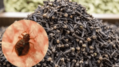 powerful-clove-mixture-to-eliminate-bed-bugs