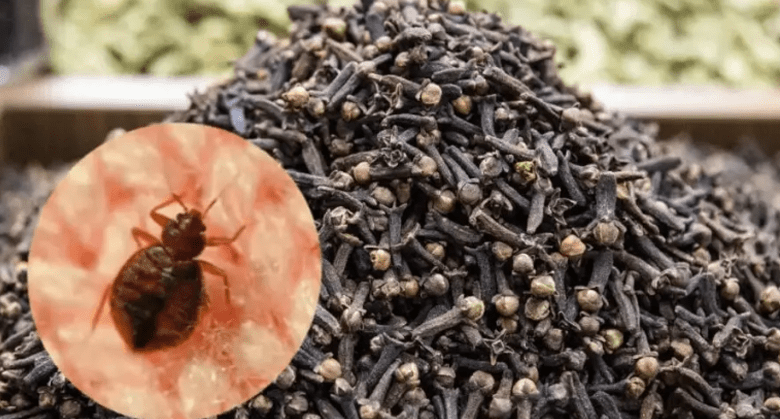 powerful-clove-mixture-to-eliminate-bed-bugs