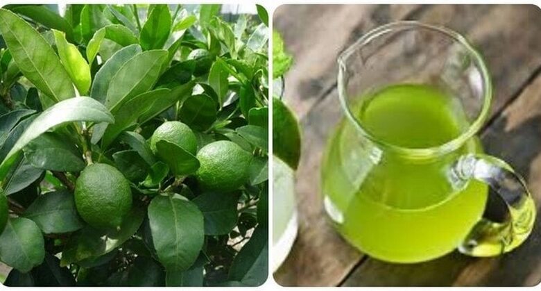 not-only-does-this-leaf-decrease-bad-breath-and-tooth-decay,-but-it-also-has-many-other-uses