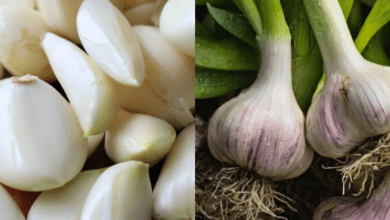 take-garlic,-but-avoid-this-common-mistake!-(most-people-get-this-wrong)