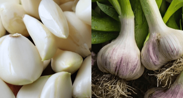 take-garlic,-but-avoid-this-common-mistake!-(most-people-get-this-wrong)