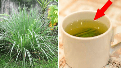 why-lemongrass-tea-should-be-your-new-favorite-drink