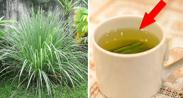 why-lemongrass-tea-should-be-your-new-favorite-drink