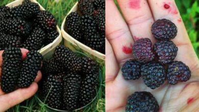 5-reasons-why-blackberries-are-among-the-healthiest-foods-on-earth