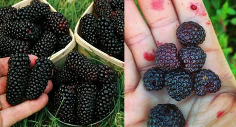 5-reasons-why-blackberries-are-among-the-healthiest-foods-on-earth