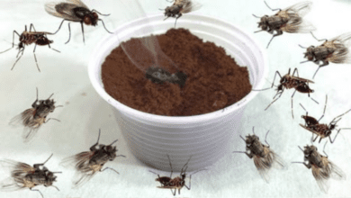 how-to-use-burned-coffee-grounds-to-eliminate-flies-and-mosquitoes-in-your-home