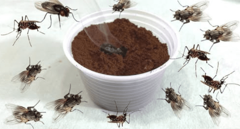 how-to-use-burned-coffee-grounds-to-eliminate-flies-and-mosquitoes-in-your-home