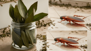 say-goodbye-to-ants-and-cockroaches-with-this-magical-solution