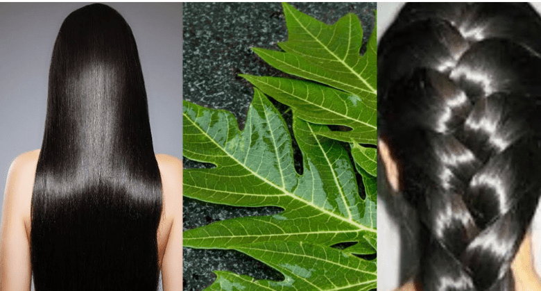 turn-white-hair-to-black-naturally-and-grow-long-hair-with-papaya-leaves-overnight