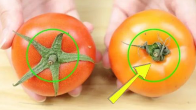 how-to-easily-spot-the-difference-between-naturally-ripened-and-chemically-treated-tomatoes