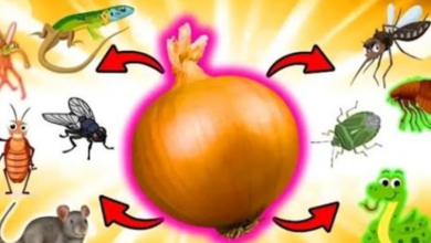 how-to-use-onions-to-get-rid-of-rats,-flies,-bugs,-lice,-lizards,-mosquitoes,-and-cockroaches