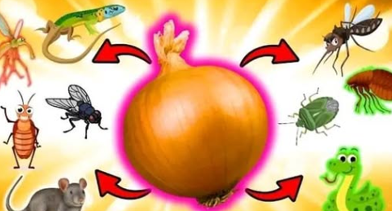 how-to-use-onions-to-get-rid-of-rats,-flies,-bugs,-lice,-lizards,-mosquitoes,-and-cockroaches