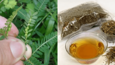 the-stonebreaker-plant-–-a-natural-remedy-for-liver-and-kidney-health