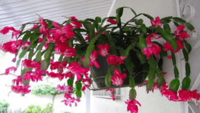 christmas-cactus:-here’s-how-to-grow-and-care-for-it-so-it-lasts-a-long-time