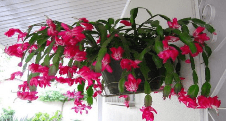 christmas-cactus:-here’s-how-to-grow-and-care-for-it-so-it-lasts-a-long-time