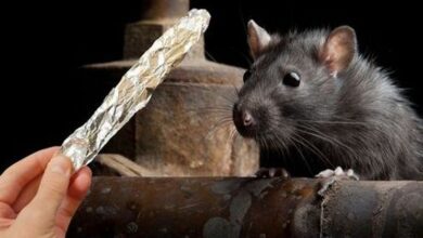 aluminum-foil:-a-simple-yet-effective-solution-to-keep-mice-and-rats-away