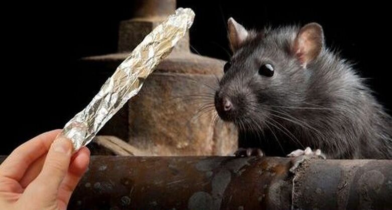 aluminum-foil:-a-simple-yet-effective-solution-to-keep-mice-and-rats-away