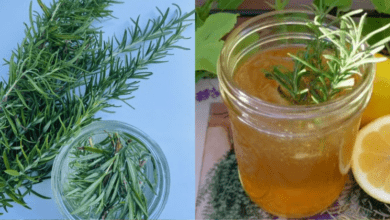 discover-the-benefits-of-rosemary-tea:-a-refreshing-boost-for-your-wellbeing