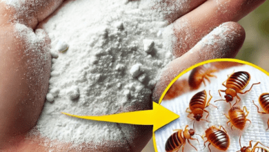 how-to-keep-cockroaches-away-from-the-kitchen:-the-reliable-remedy