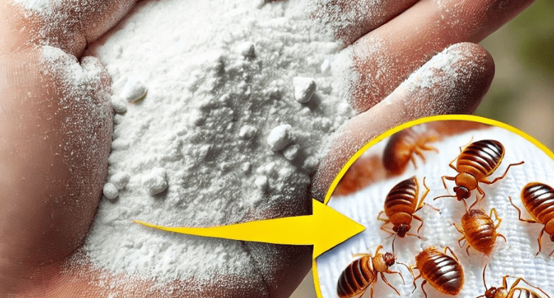 how-to-keep-cockroaches-away-from-the-kitchen:-the-reliable-remedy