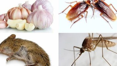 garlic-fast-rat-remedy:-a-natural-and-effective-solution