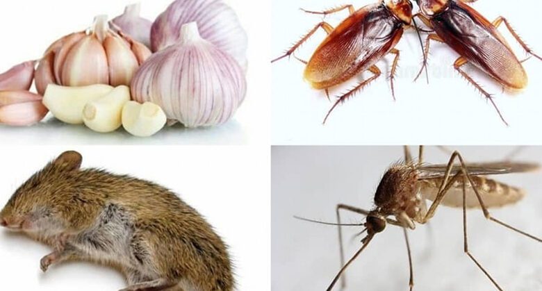 garlic-fast-rat-remedy:-a-natural-and-effective-solution